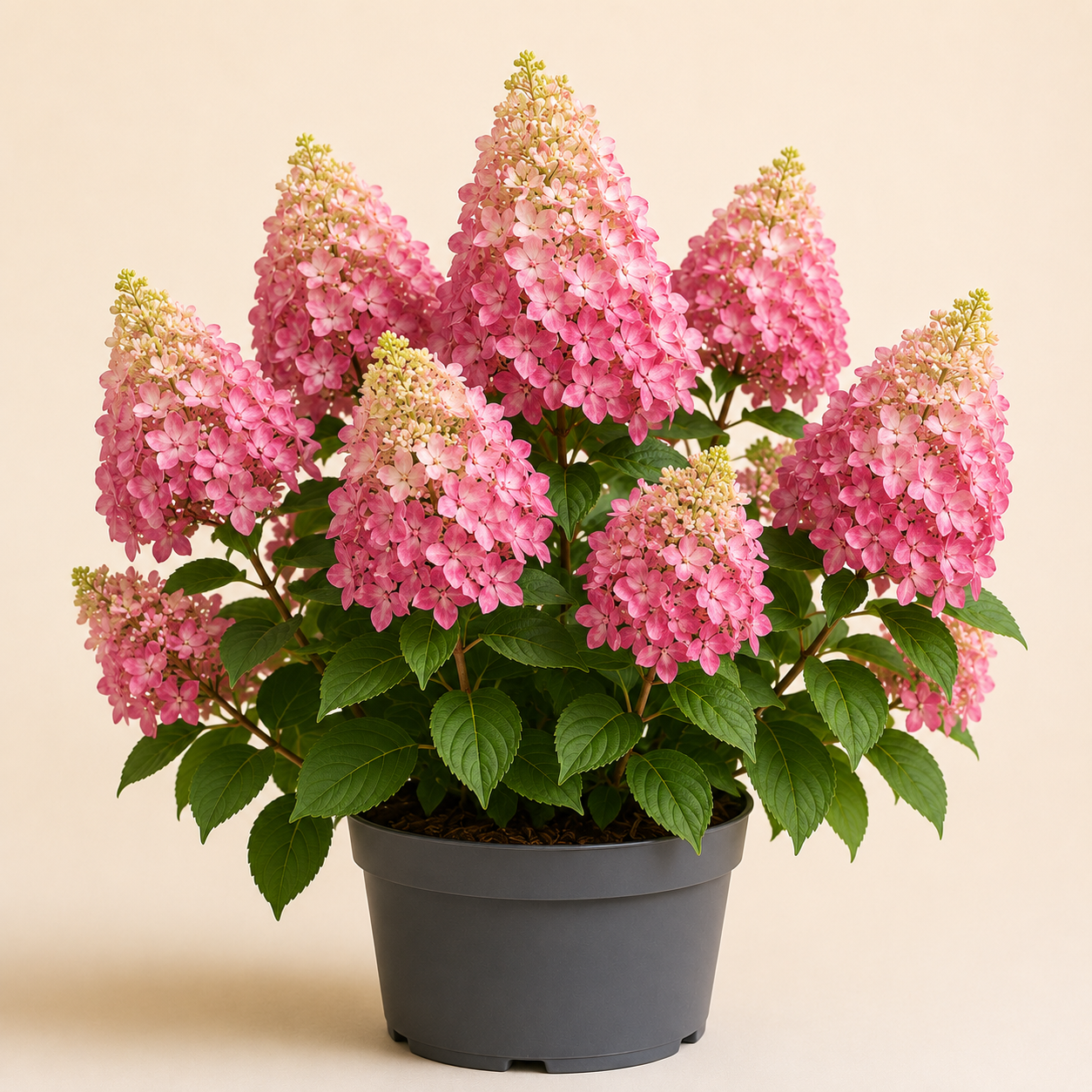 Hydrangea Pink Lady
