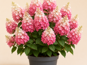 Hydrangea PinkyWinky