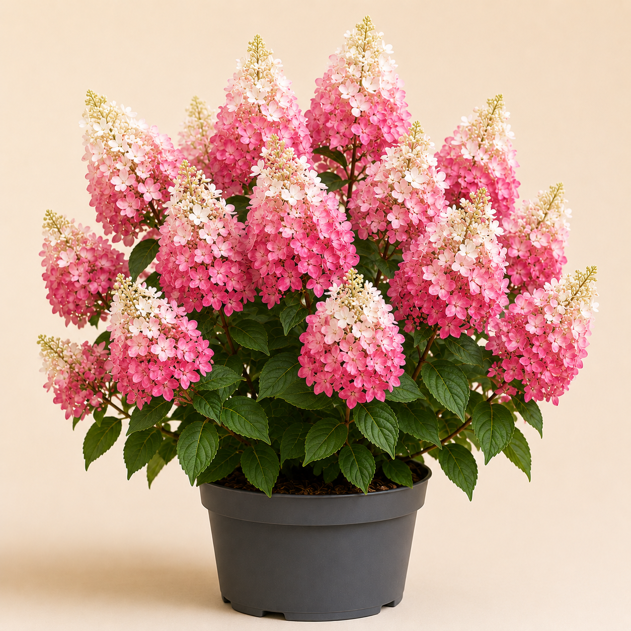 Hydrangea PinkyWinky