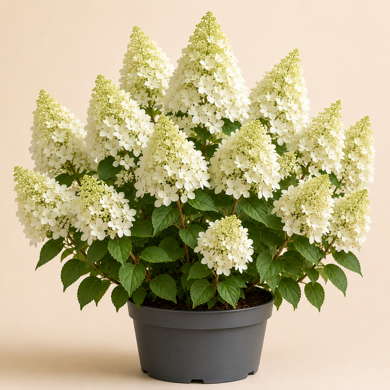 Hydrangea Polar Bear