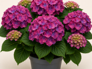 Hydrangea RedBull