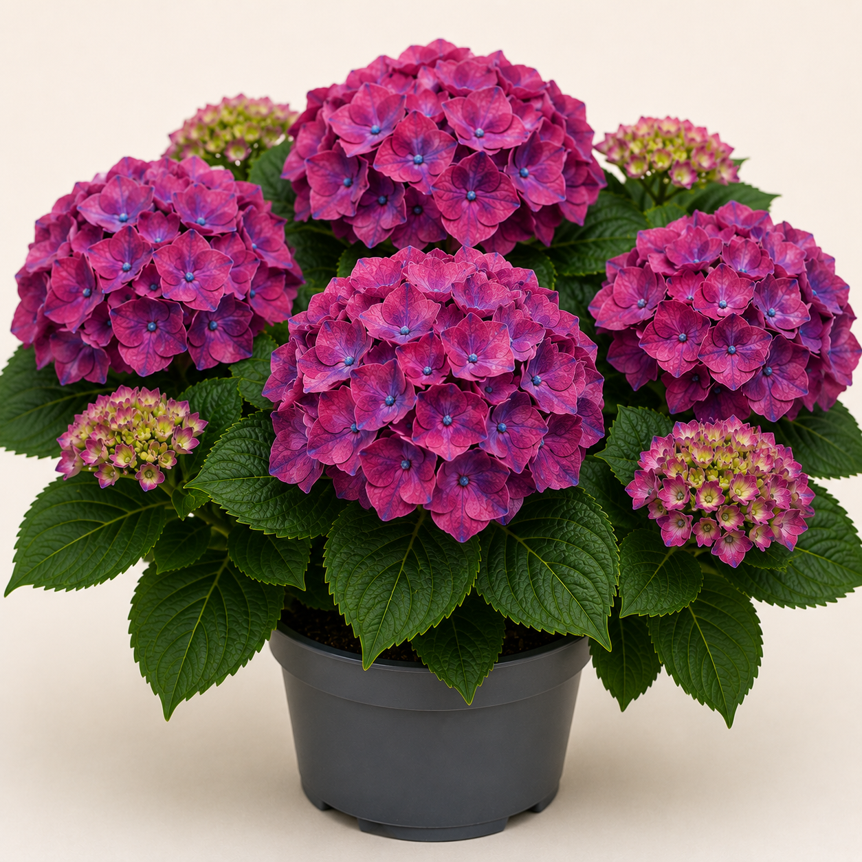 Hydrangea RedBull