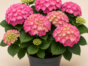 Hydrangea Rosalia