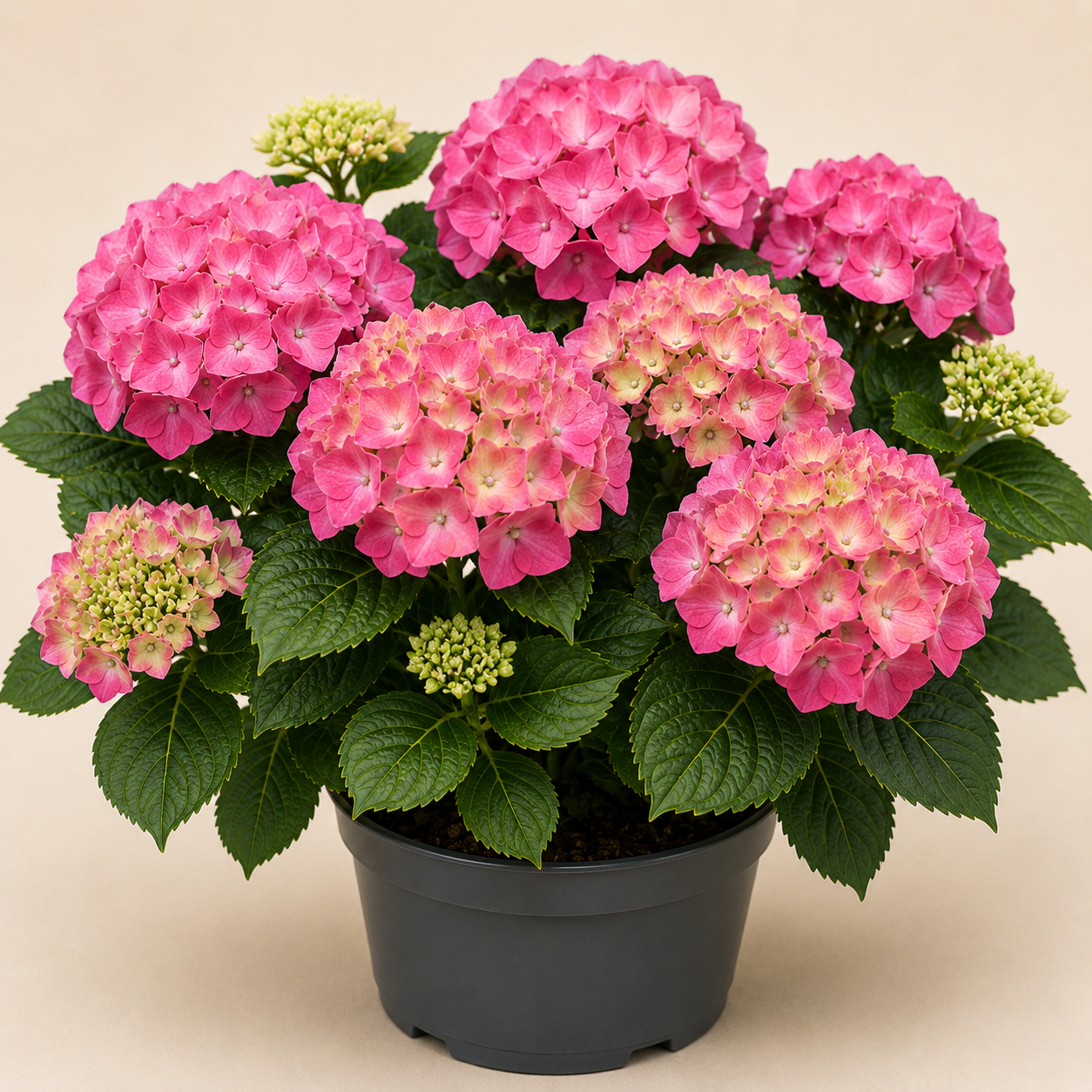 Hydrangea Rosalia