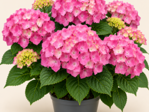 Hydrangea Rosita