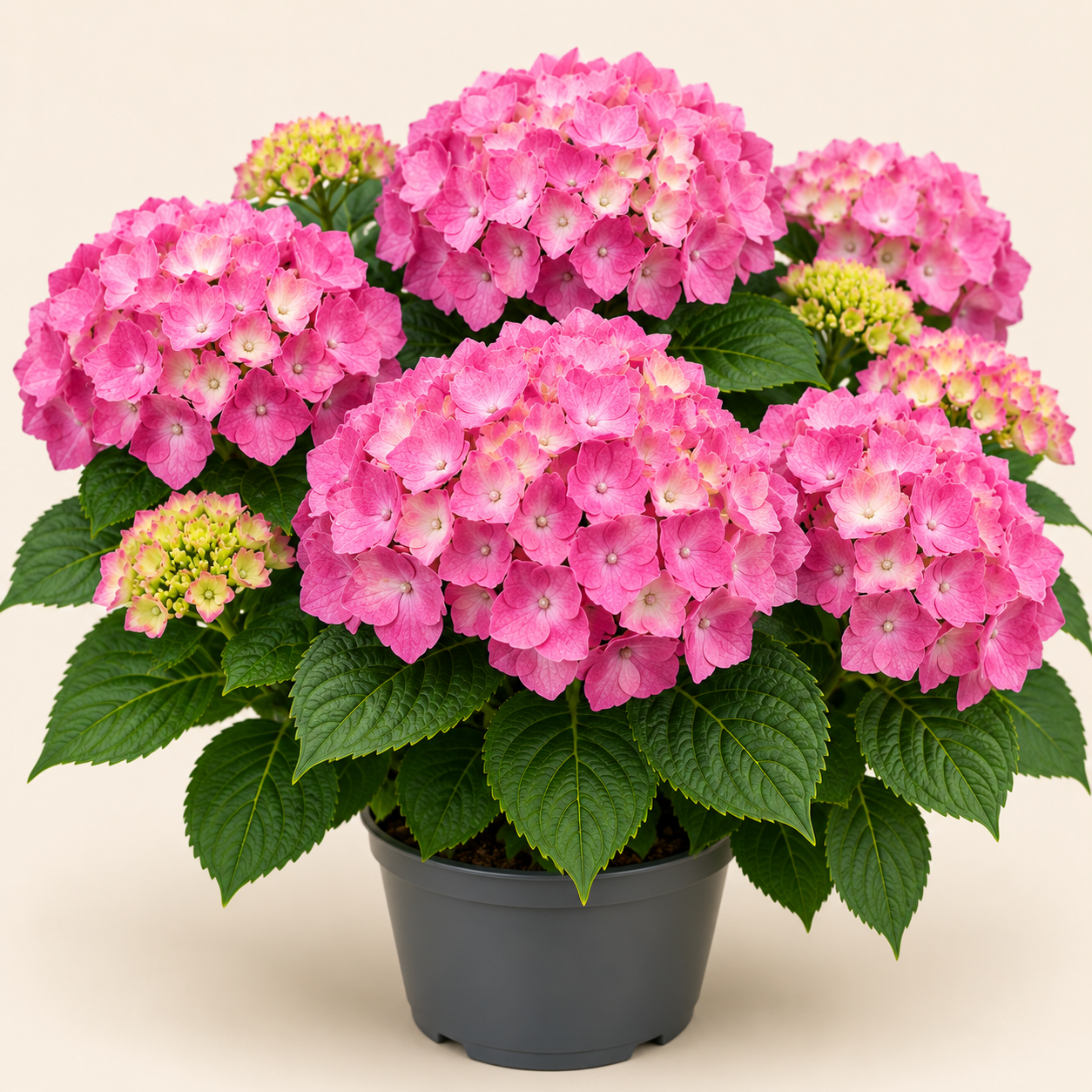 Hydrangea Rosita