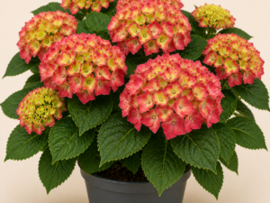 Hydrangea Rotkehlchen