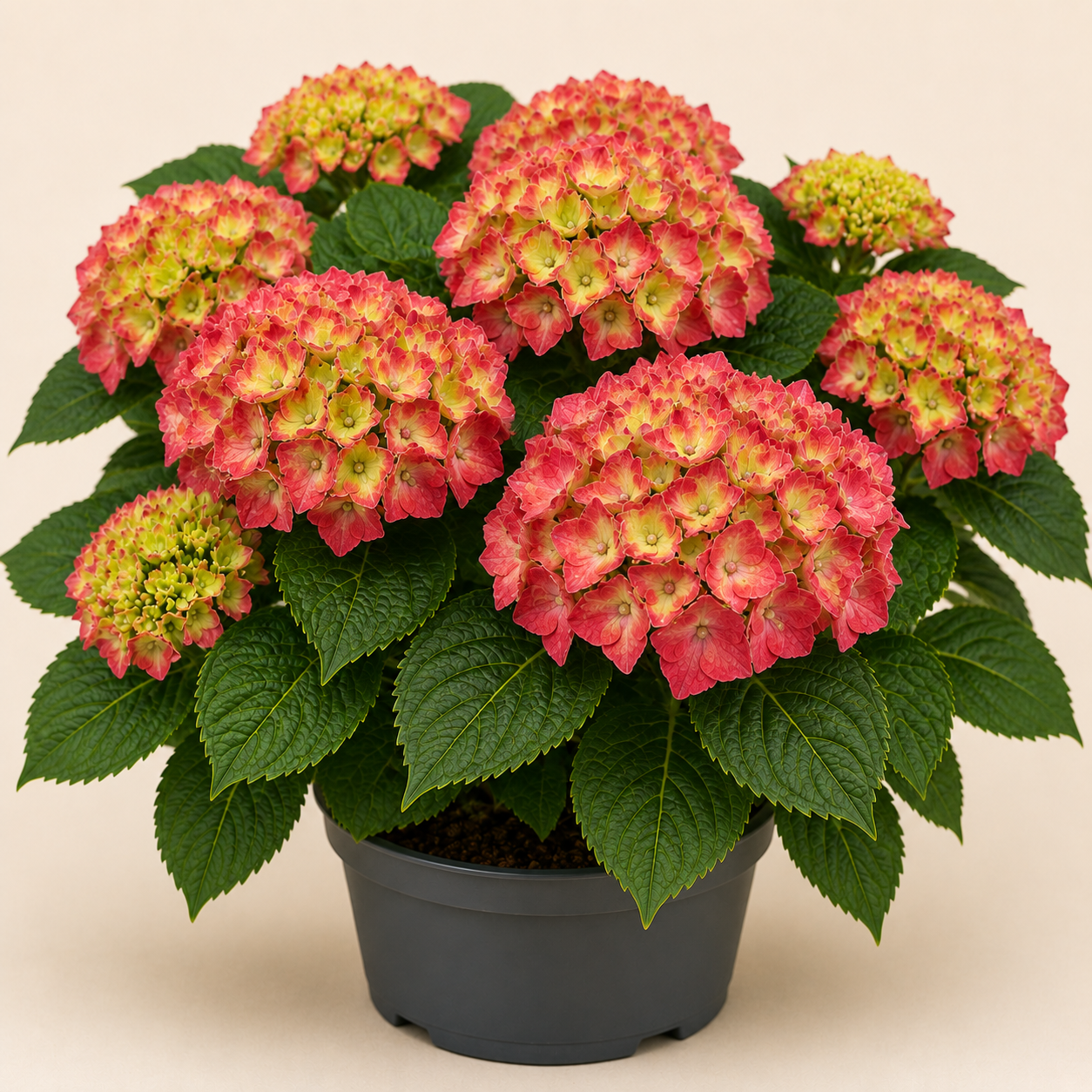 Hydrangea Rotkehlchen