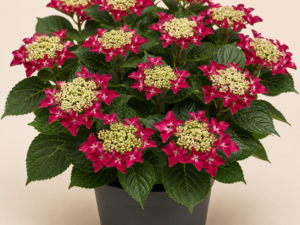 Hydrangea Rotschanwz