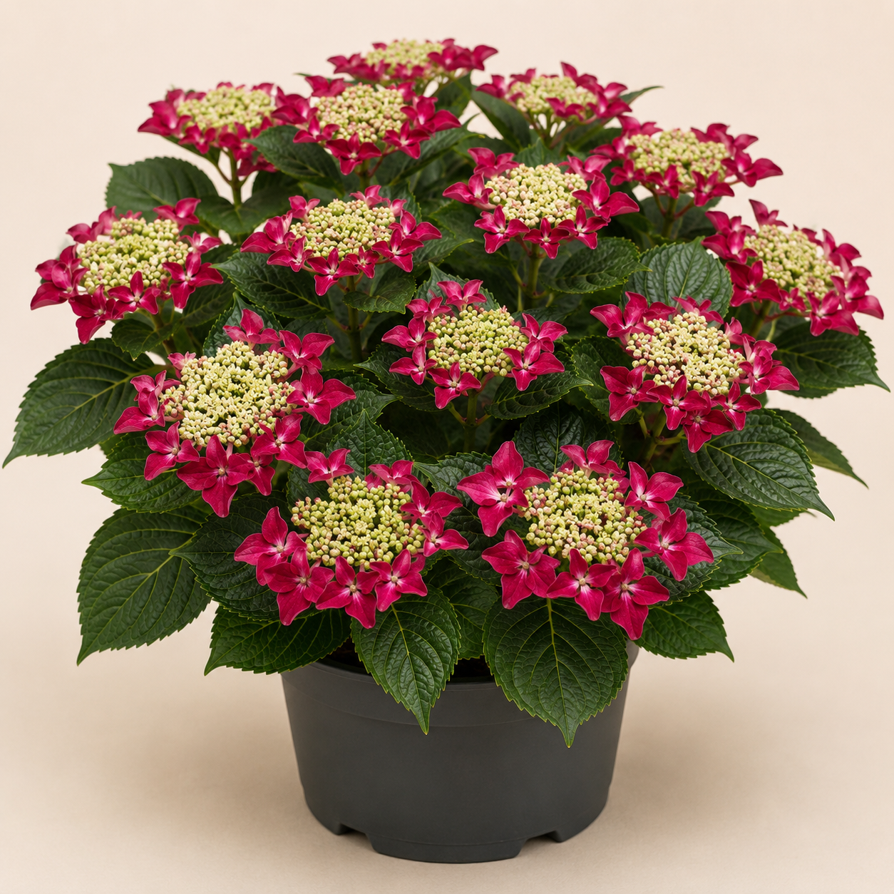 Hydrangea Rotschanwz