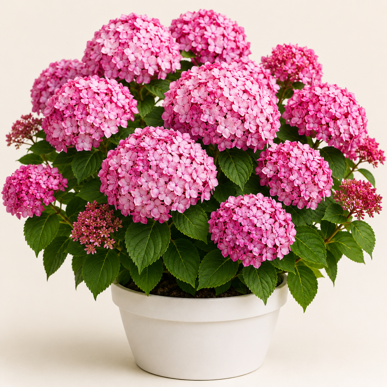 Hydrangea Ruby Annabelle