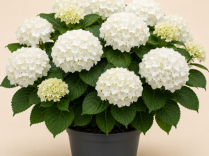 Hydrangea Schneeball