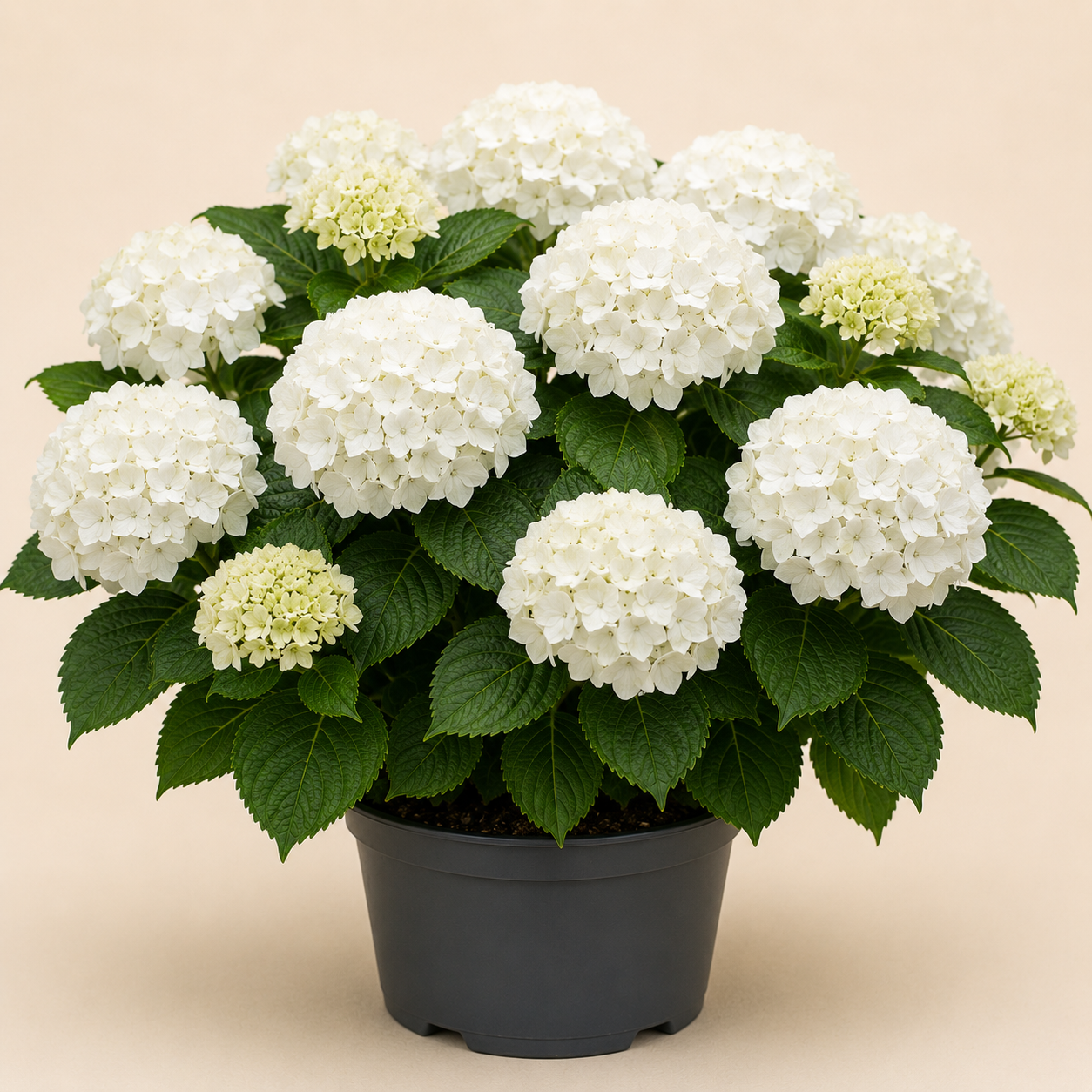 Hydrangea Schneeball
