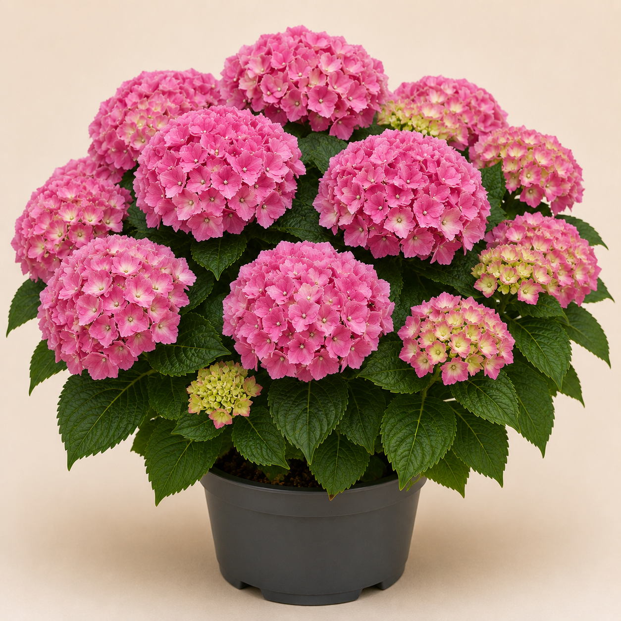 Hydrangea Sibilla