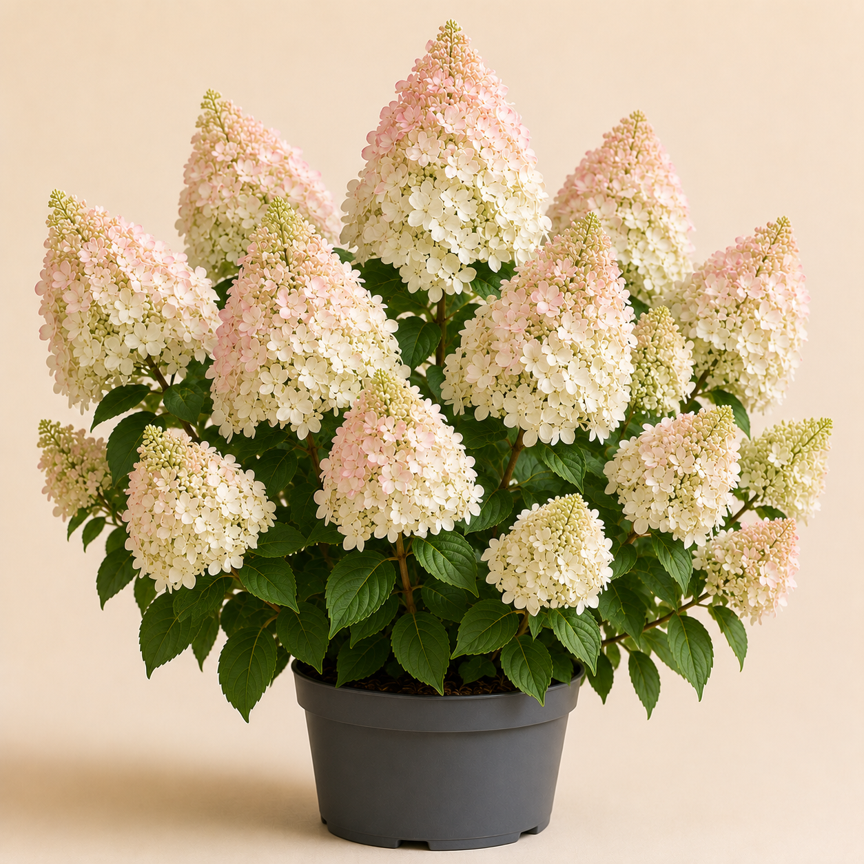 Hydrangea Silver Dollar