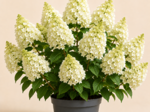 Hydrangea Skyfall
