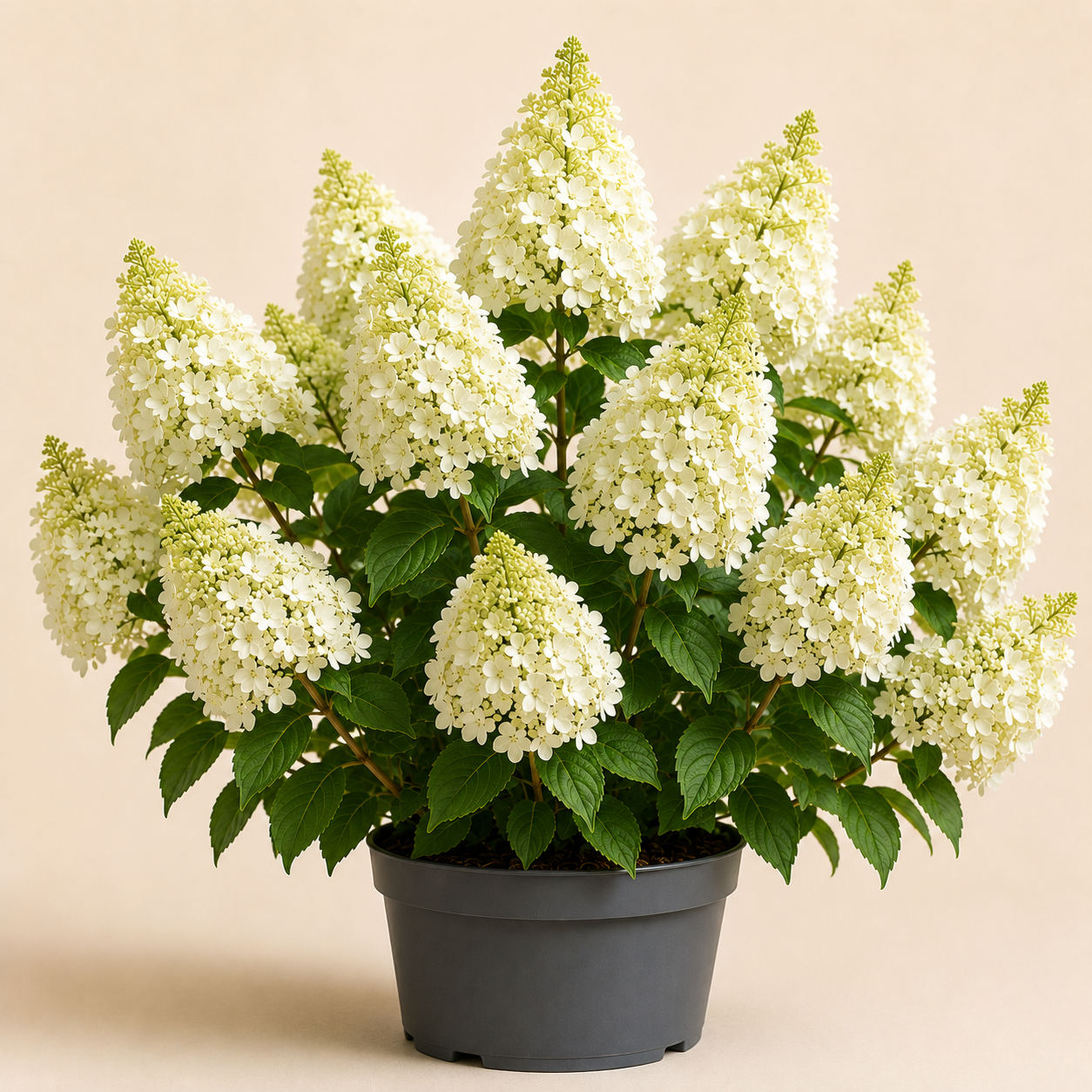 Hydrangea Skyfall
