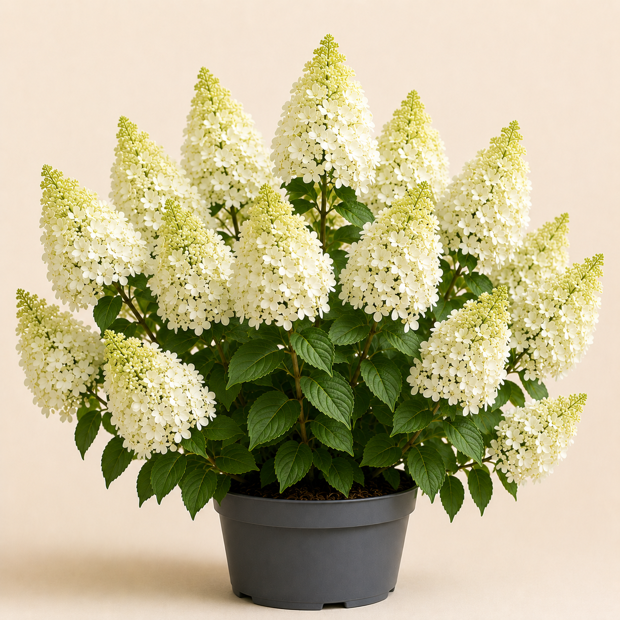 Hydrangea Skylight