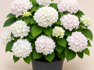 Hydrangea Soeur Therese