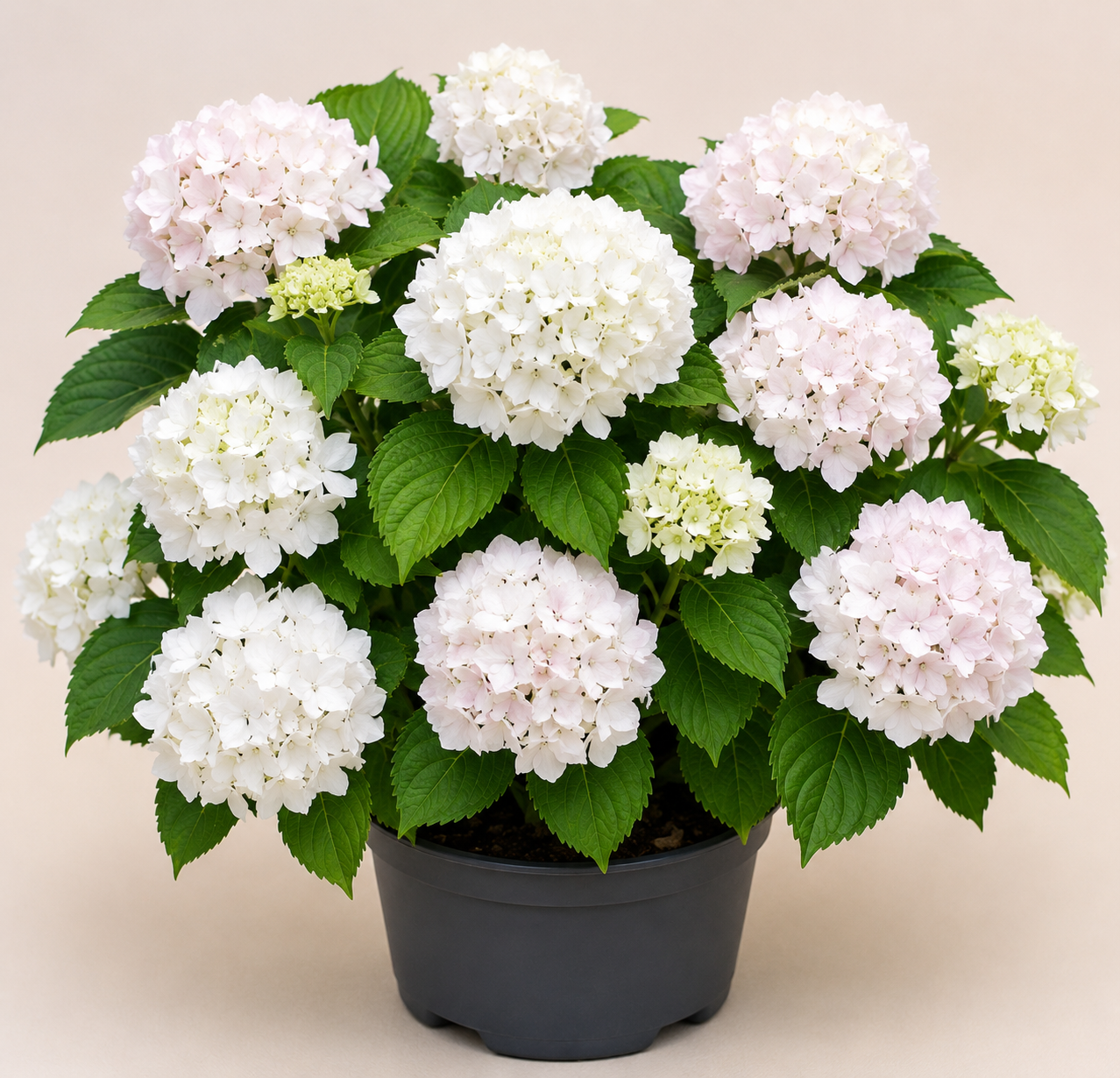 Hydrangea Soeur Therese