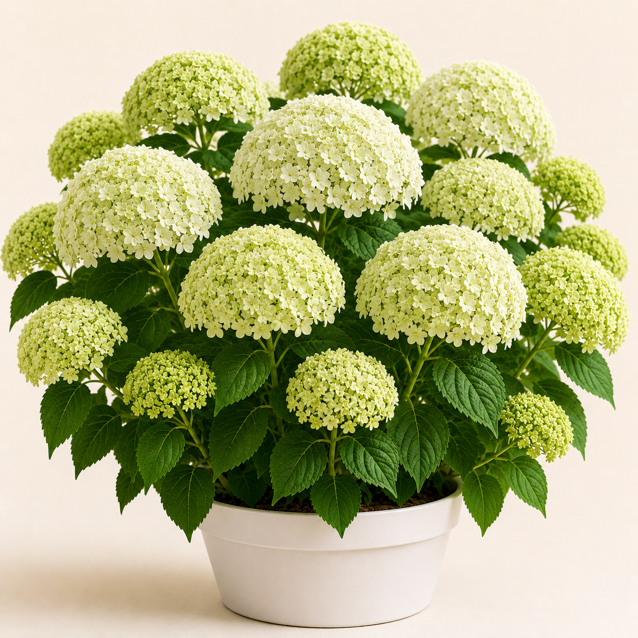 Hydrangea Strong Annabelle
