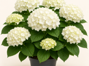 Hydrangea Summer The Bride