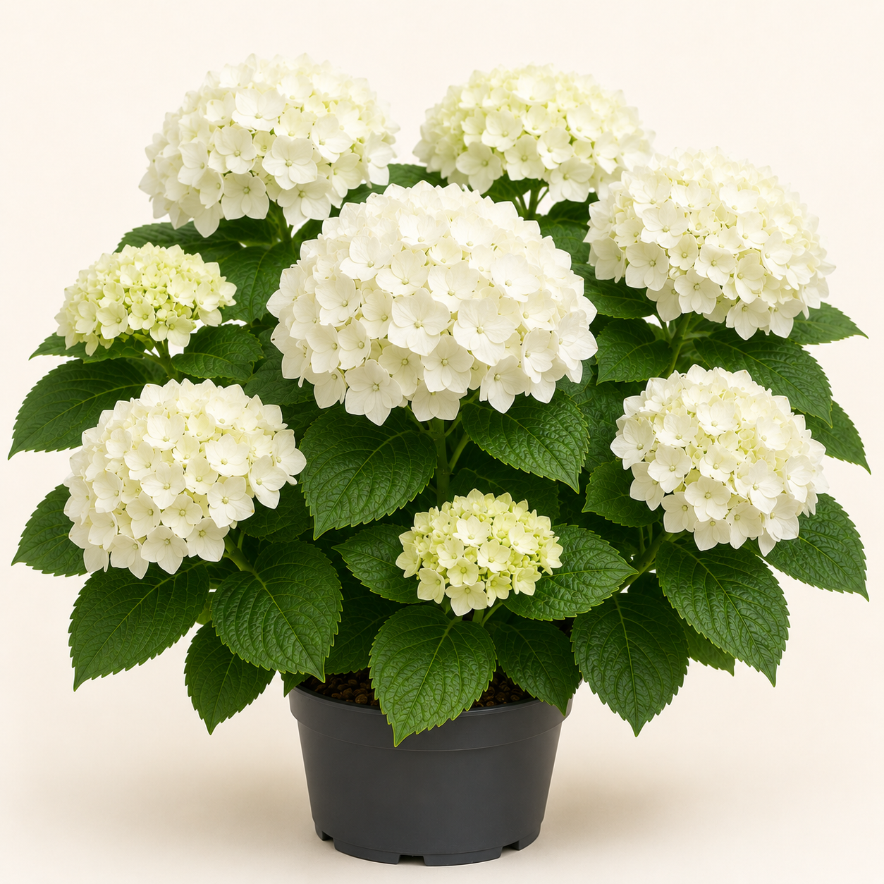Hydrangea Summer The Bride