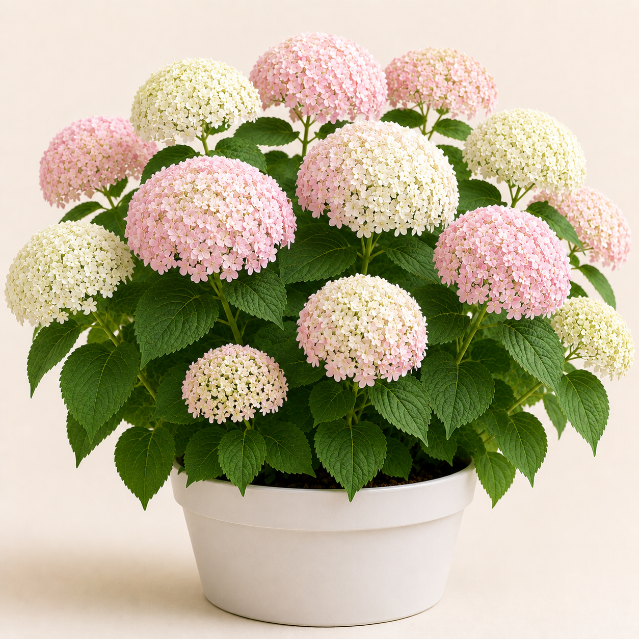 Hydrangea Sweet Annabelle