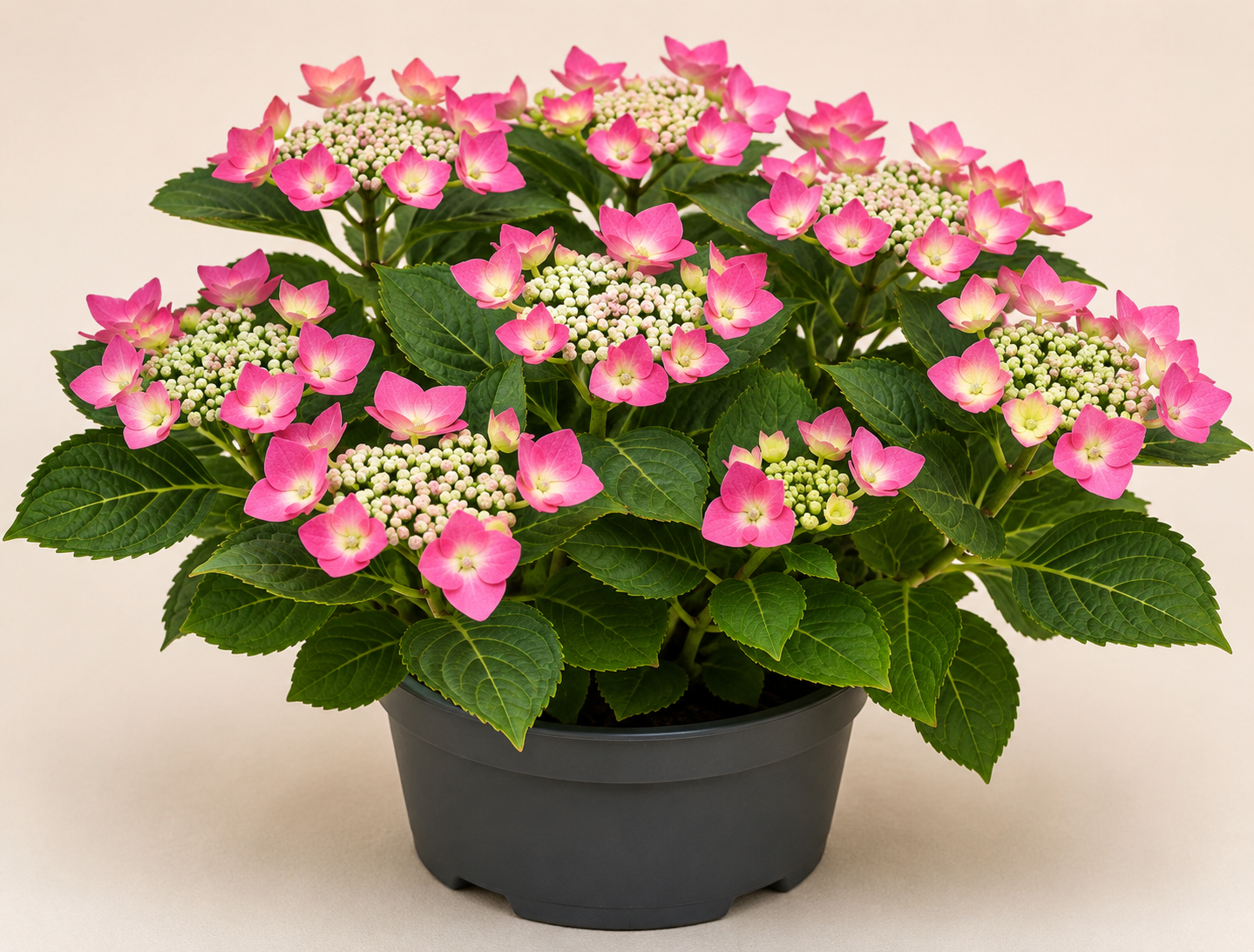 Hydrangea Taube
