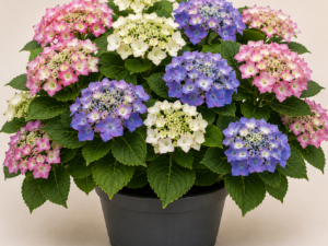 Hydrangea Tricolore