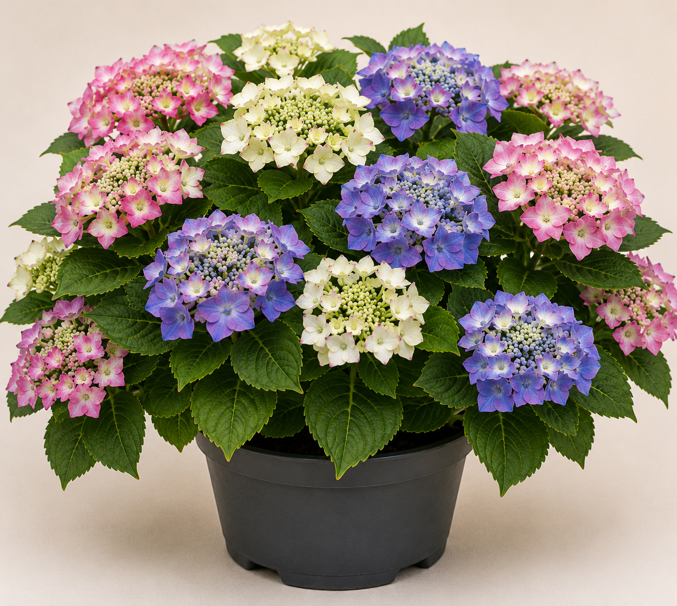 Hydrangea Tricolore