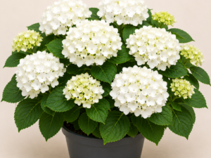 Hydrangea White Fly