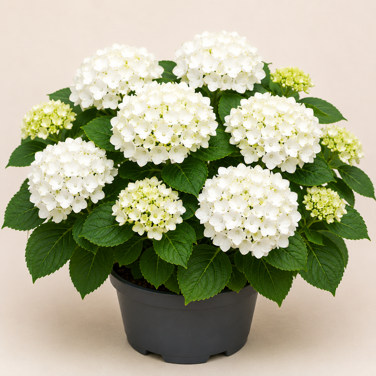 Hydrangea White Fly