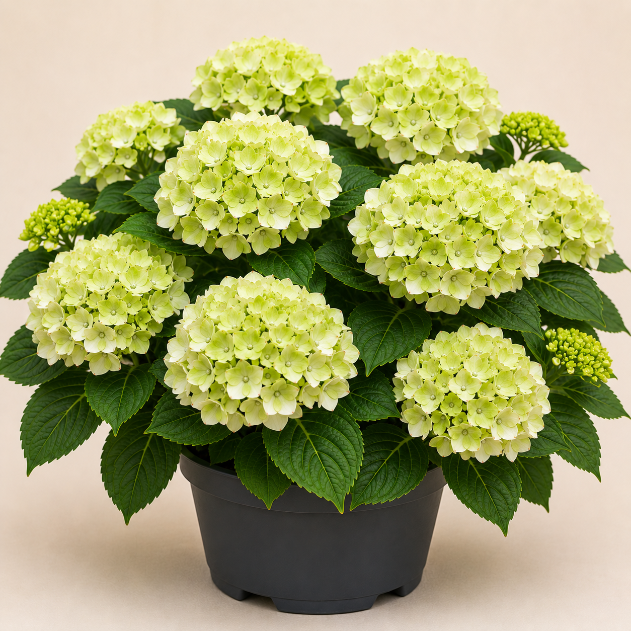Hydrangea Wudu
