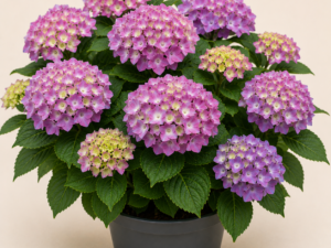 Hydrangea Zaunkonig