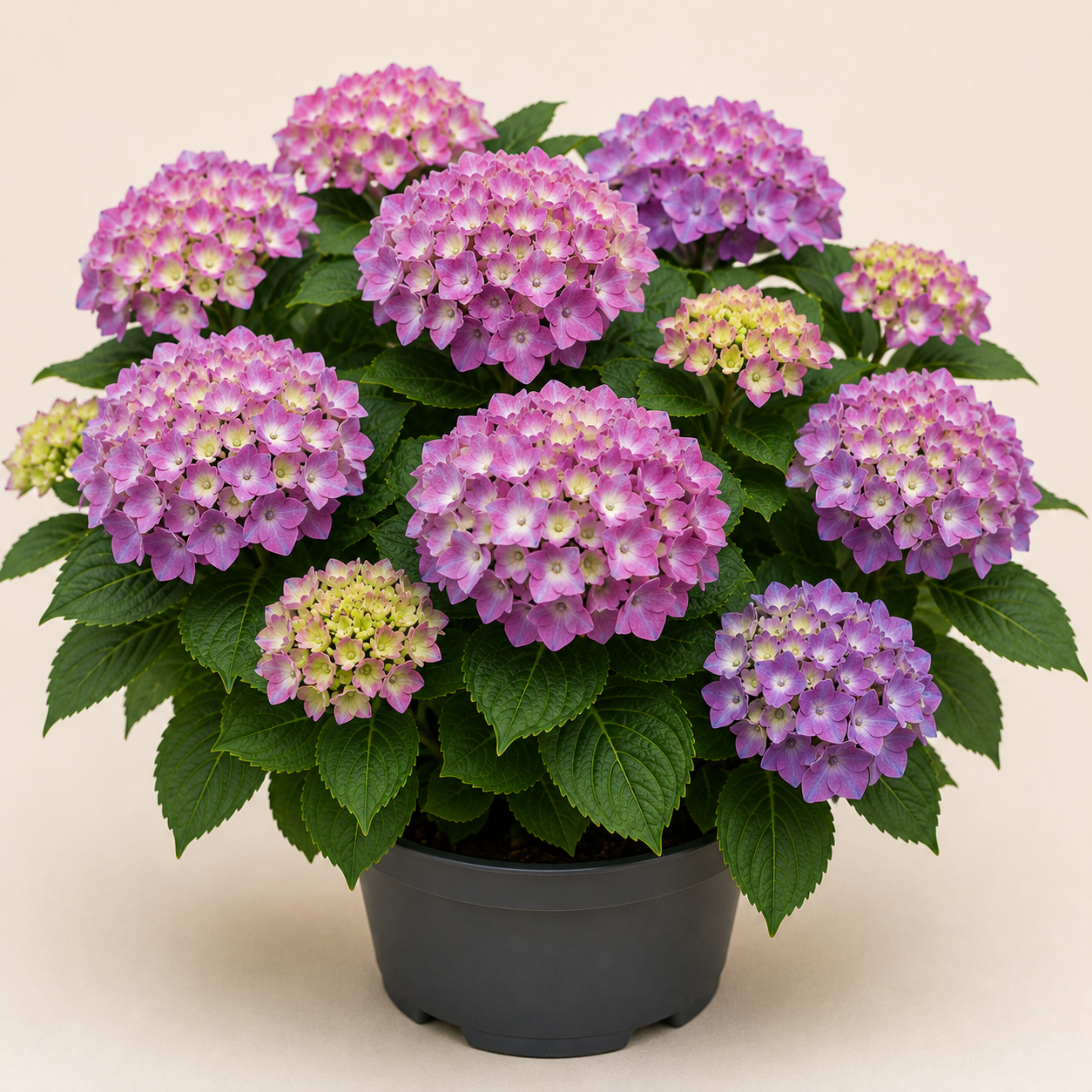 Hydrangea Zaunkonig
