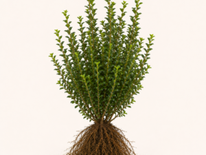 Ilex Crenata Green Hedge