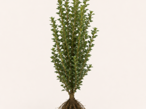 Ilex crenata caroline upright