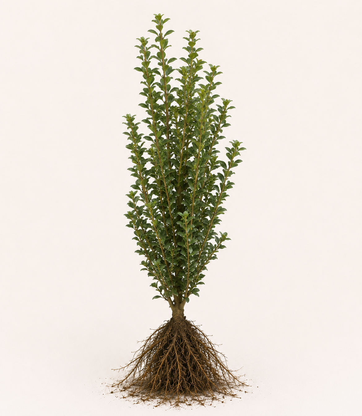Ilex crenata caroline upright