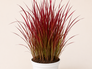 Imperata Red Baron