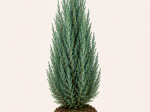 Juniperus blue arrow