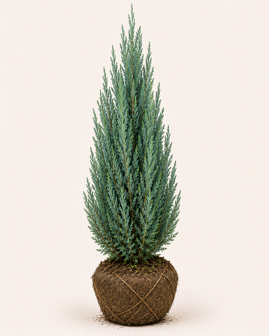 Juniperus blue arrow