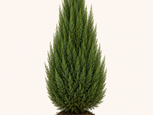 Juniperus hibernica