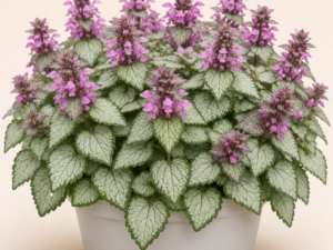 Lamium Beacon Silver