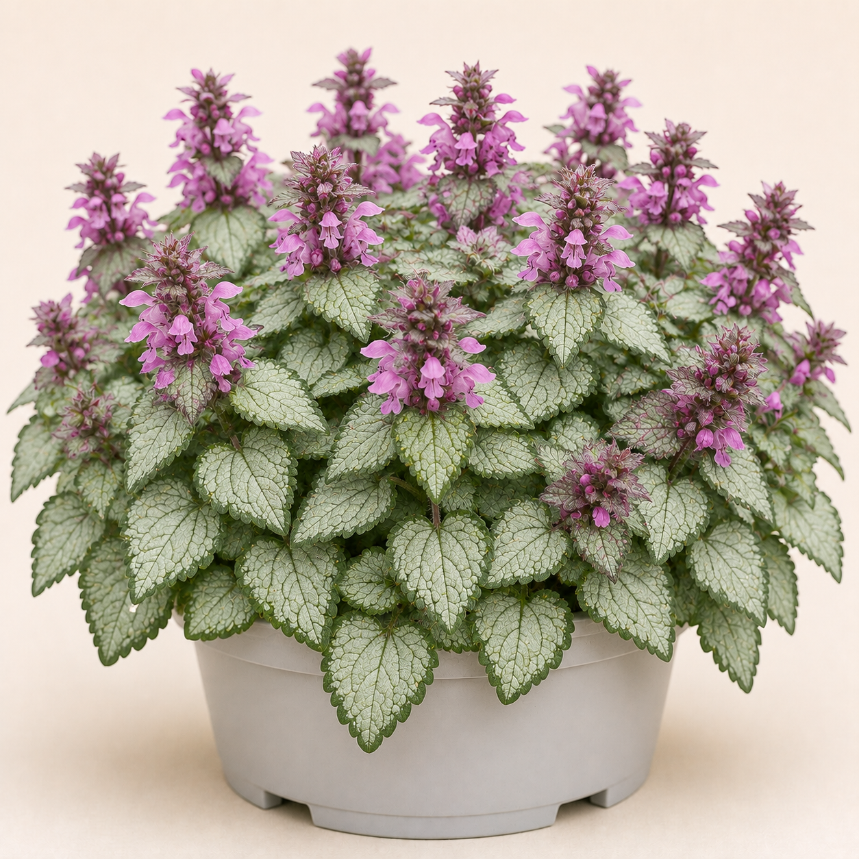 Lamium Beacon Silver