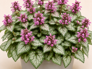 Lamium Maculatum