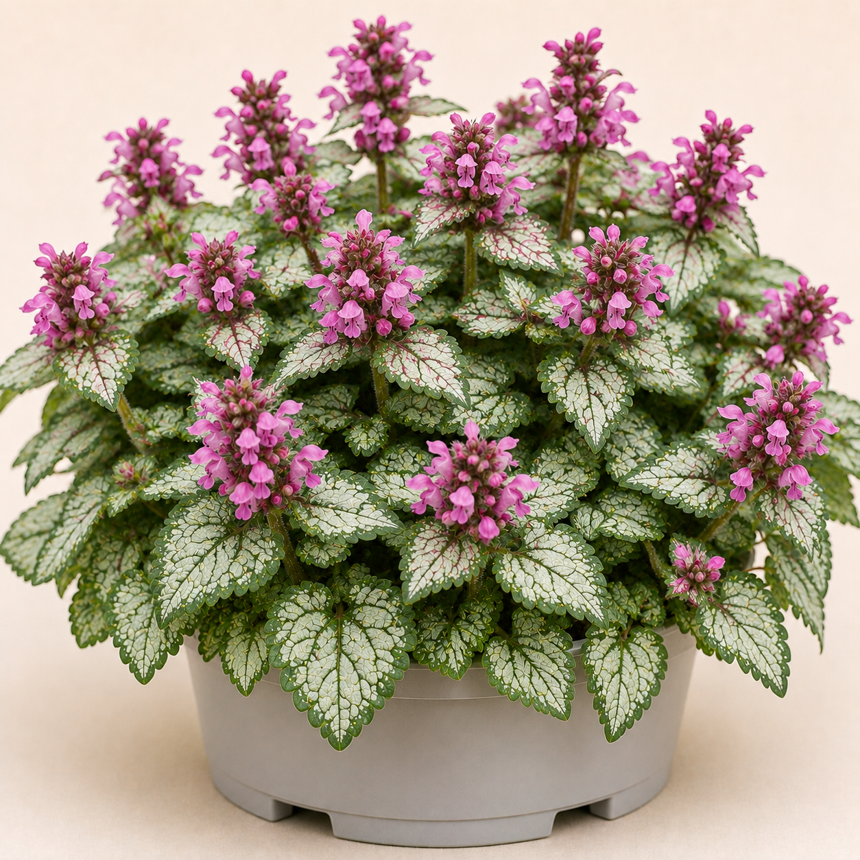 Lamium Maculatum