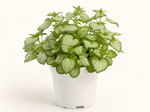 Lamium Orvala