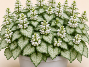 Lamium White Nancy