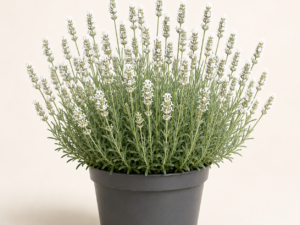 Lavandula Alba